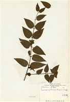 藏品(毛茉莉)的圖片
